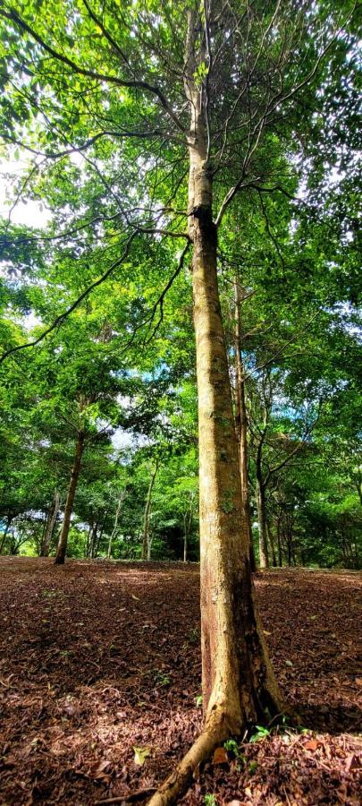 Hospedaje Finca Agroturistica Dona Rufa Rio Sereno ภายนอก รูปภาพ